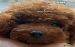 Barboncino cani in vendita: Barboncini piccoli nani color rosso scuro a Provincia di Savona - Immagine 7