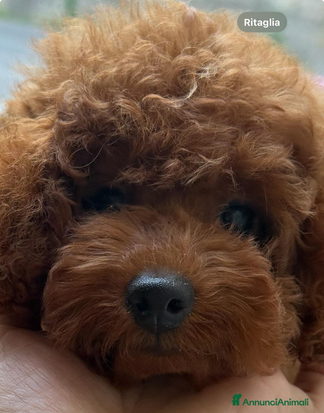 Barboncino cani in vendita: Barboncini piccoli nani color rosso scuro a Provincia di Savona - Immagine 7