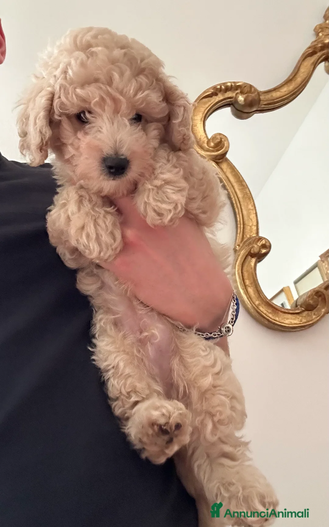 Meticcio cani in vendita: Barboncino  a Città metropolitana di Milano - Annuncio 8