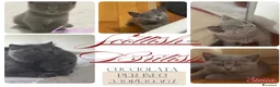 British gatti in vendita: Cuccioli British-Scottish - Annuncio 4