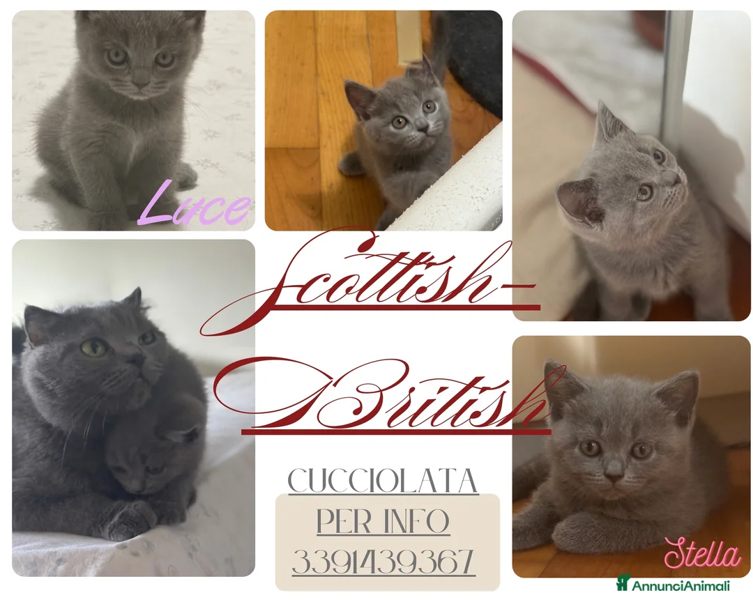 British gatti in vendita: Cuccioli British-Scottish - Annuncio 2