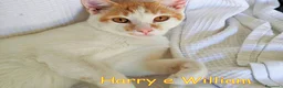 Europeo gatti in regalo: Harry &William. Fratelli inseparabili. - Annuncio 3