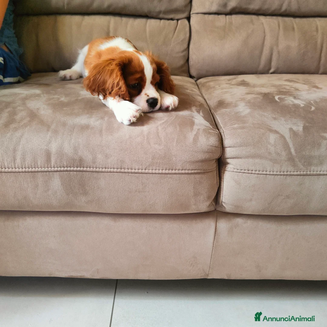 Cavalier King cani in vendita: Vendo bellissimo cucciolo di cavalier king maschio - Annuncio 2