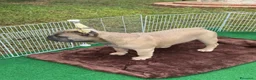 Bulldog Francese cani in vendita: Cucciola bulldog francese  - Annuncio 9