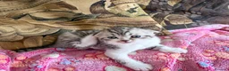 Scottish gatti in vendita: Cuccioli Scottish Fold e Straight con Pedigree - Annuncio 20