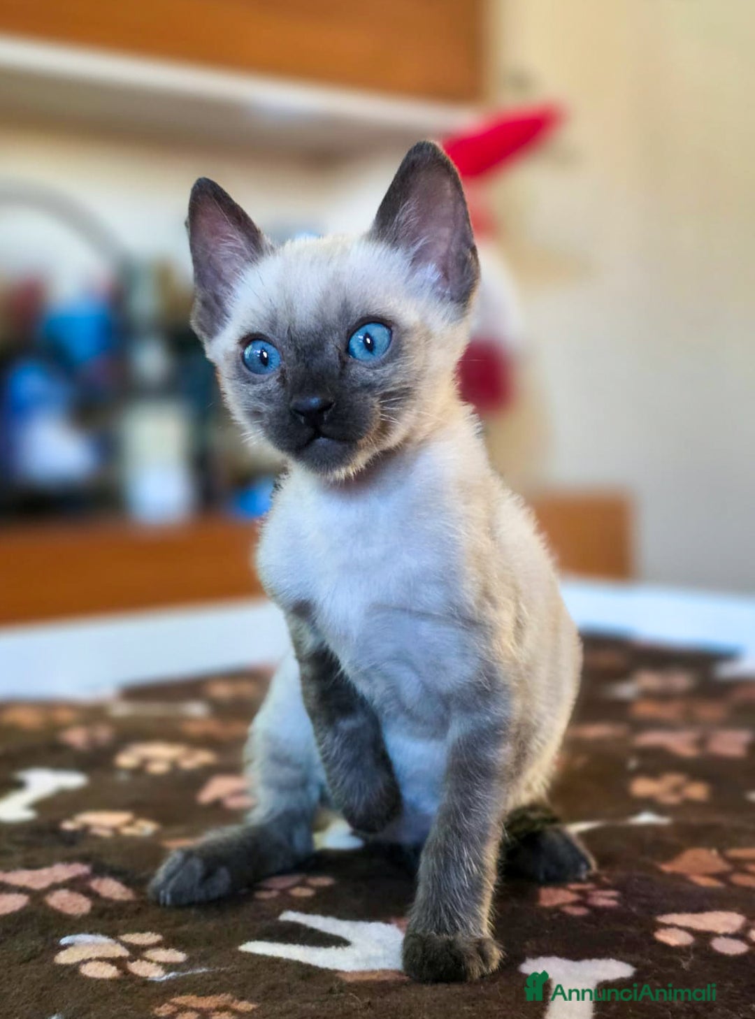 Bengala gatti in vendita: Cucciolo maschio gatto bengala  - Annuncio 7