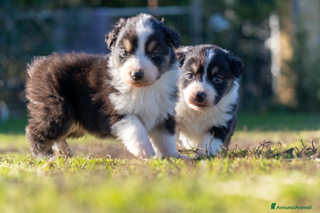 Australian Shepherd cani in vendita: Australian Shepherd  - Annuncio 35