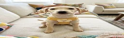Meticcio cani in regalo: Ivory a Provincia di Savona - Annuncio 4