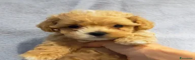 Maltipoo 4