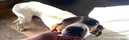 Meticcio cani in regalo: DOLCISSIMA PENNY - Annuncio 4