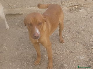 Meticcio cani IL DOLCISSIMO CORFU' a Provincia di Gorizia - Annuncio 11