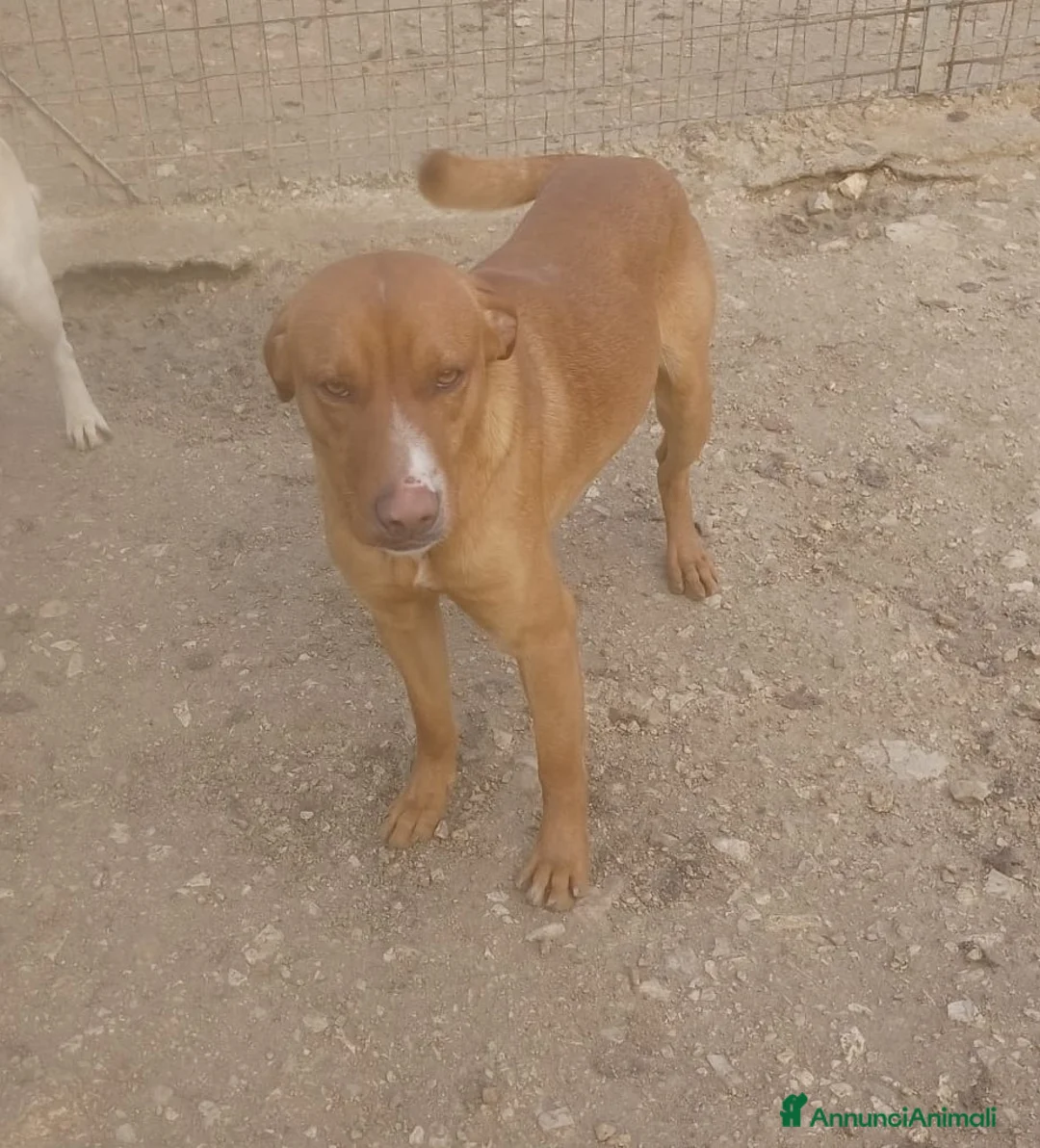 Meticcio cani in regalo: IL DOLCISSIMO CORFU' a Provincia di Gorizia - Annuncio 1