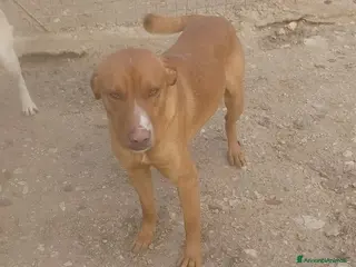 Meticcio cani IL DOLCISSIMO CORFU' - Annuncio 1