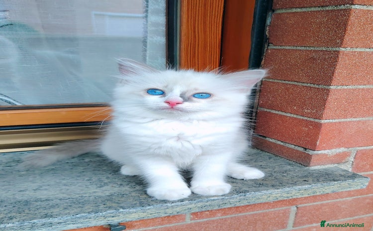 Ragdoll gatti a Città Metropolitana di Torino - Annuncio 3