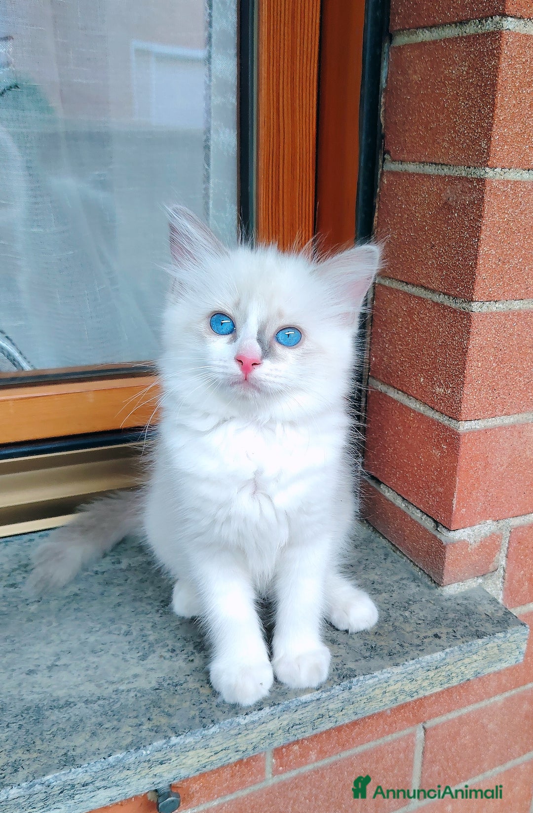 Ragdoll gatti in vendita: Cucciola Ragdoll con pedigree  a Città Metropolitana di Torino - Immagine 1