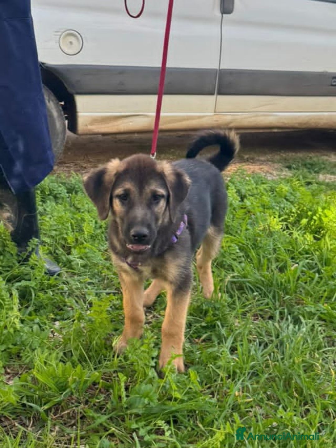 Altre razze cani in regalo: simply  - Annuncio 1