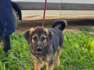 Altre razze cani simply - Annuncio 16