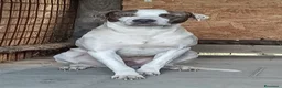 Meticcio cani in regalo: PONY DOPO TANTA SOFFERENZA HA BISOGNO DI UNA CASA - Annuncio 1