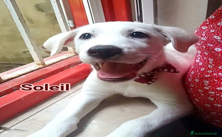 Meticcio cani Soleil - Annuncio 15