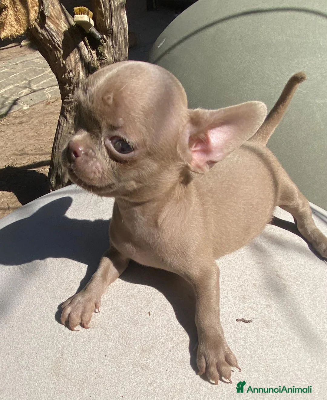 Chihuahua cani in vendita: Vendo 4 cuccioli  a Città metropolitana di Milano - Annuncio 2