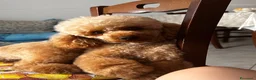 Barboncino cani in vendita: Barboncine  - Annuncio 2