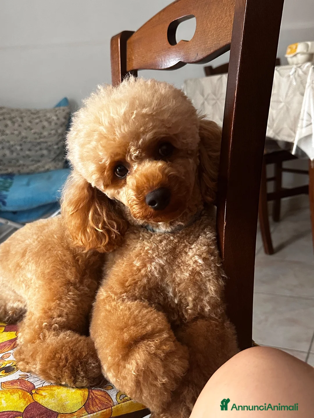 Barboncino cani in vendita: Barboncine  - Annuncio 2