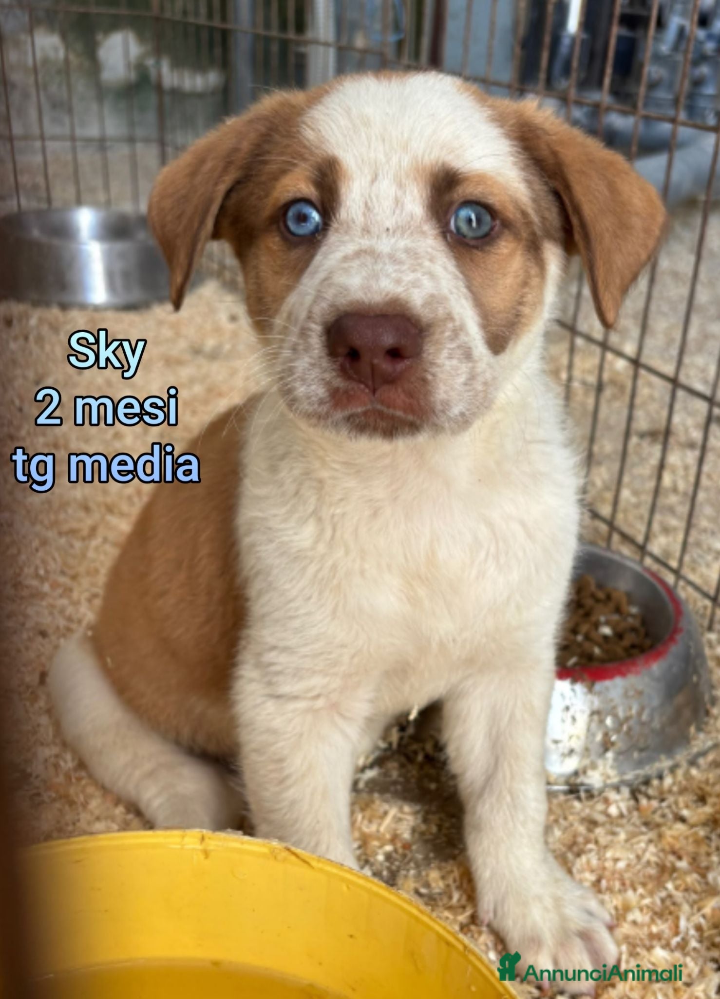 Meticcio cani TROPPI CUCCIOLI SOLI IN RIFUGIO  - Annuncio 1