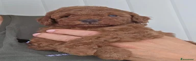 Barboncino 3