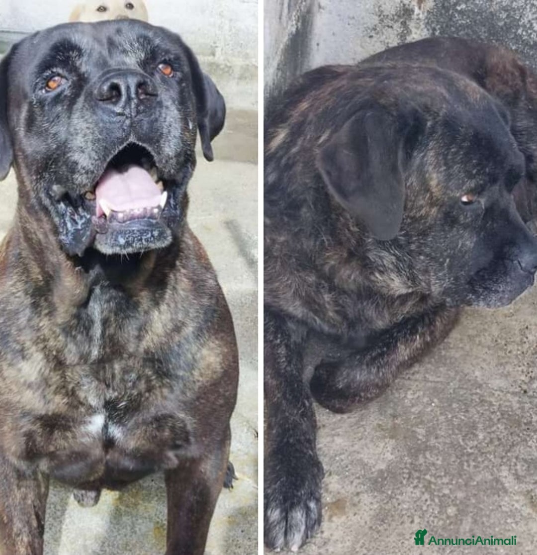 Cane Corso cani in regalo: 2 CORSO maschio e femmina in 1canilaccio da anni!! a Città metropolitana di Milano - Immagine 3
