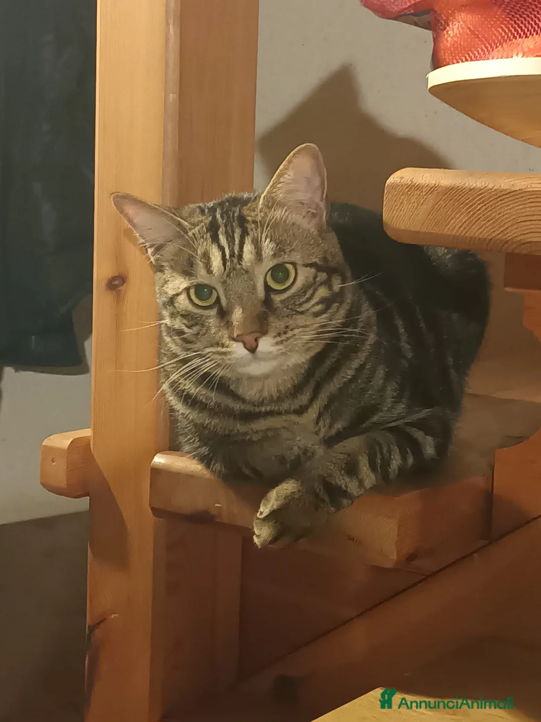 Europeo gatti in regalo: Gatto maschio adulto (sterilizzato) - Annuncio 28