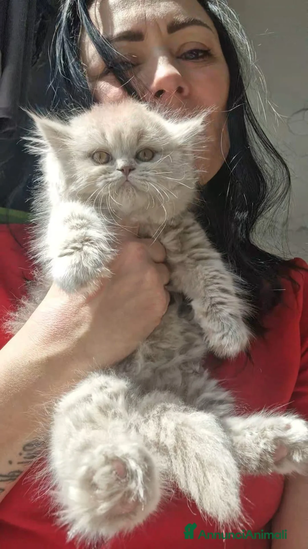 Scottish gatti in vendita: Scottish Highland  - Annuncio 1