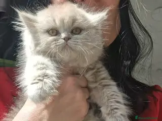 Scottish gatti Scottish Highland - Annuncio 27