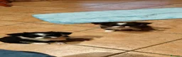 Chihuahua cani in vendita: Chihuahua a pelo lungo  - Annuncio 16