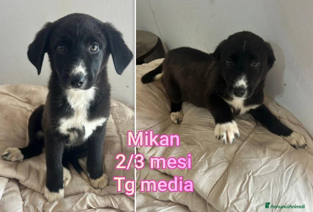 Meticcio cani in regalo: CUCCIOLI, URGENTE: TEMPO SCADUTO  - Annuncio 5