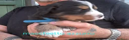 Bovaro del Bernese cani in vendita: Cuccioli bovari del bernese  - Annuncio 25
