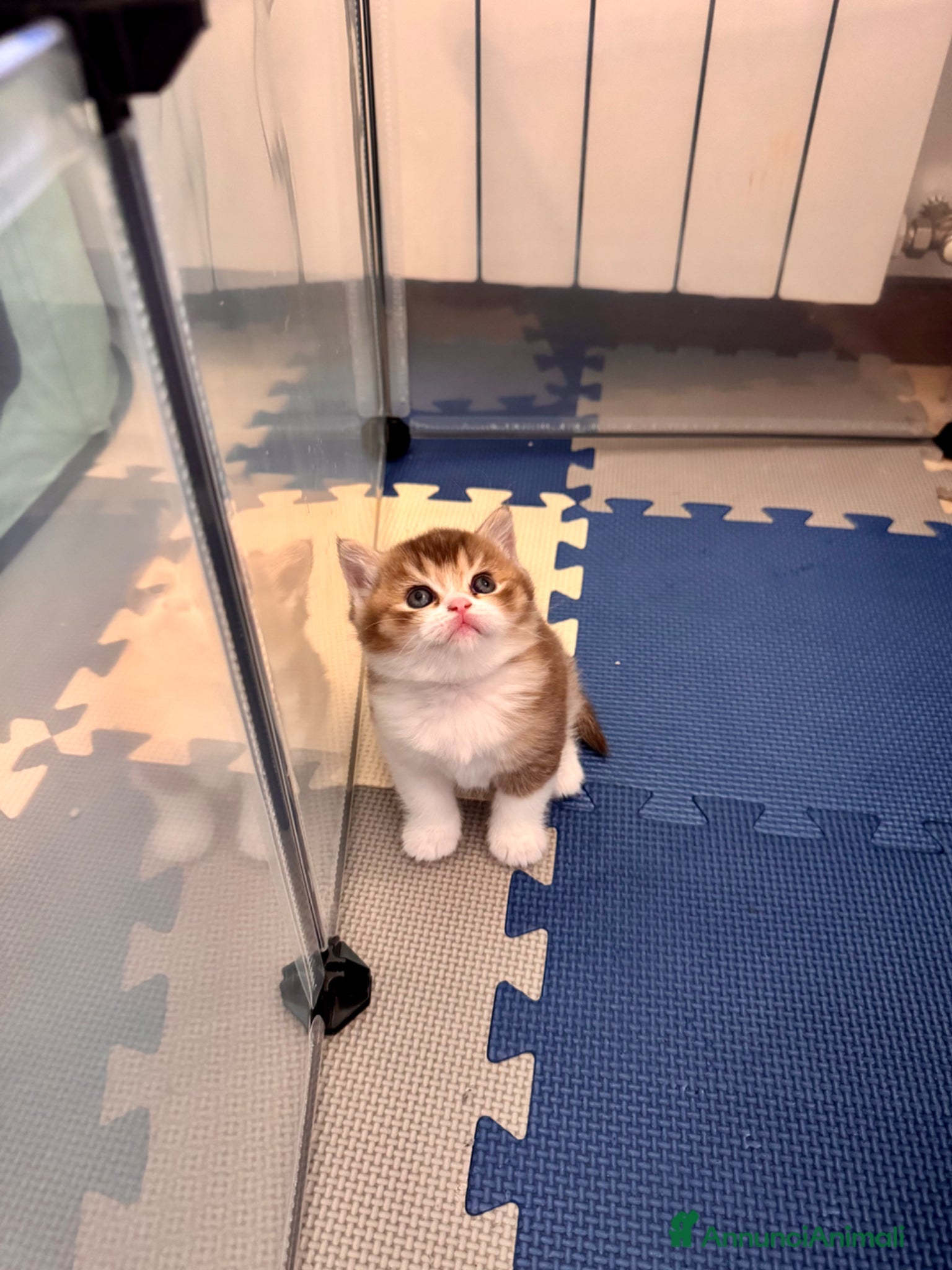 Scottish gatti Cuccioli Scottish straight shorthair/highland - Annuncio 3