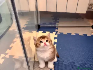 Scottish gatti Cuccioli Scottish straight shorthair/highland - Annuncio 3