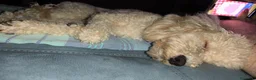 Barboncino Toy cani per accoppiamento: Barboncino toy - Annuncio 3