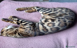 Bengala gatti per accoppiamento: Gatto bengala da Monta  a Città metropolitana di Milano - Immagine 3