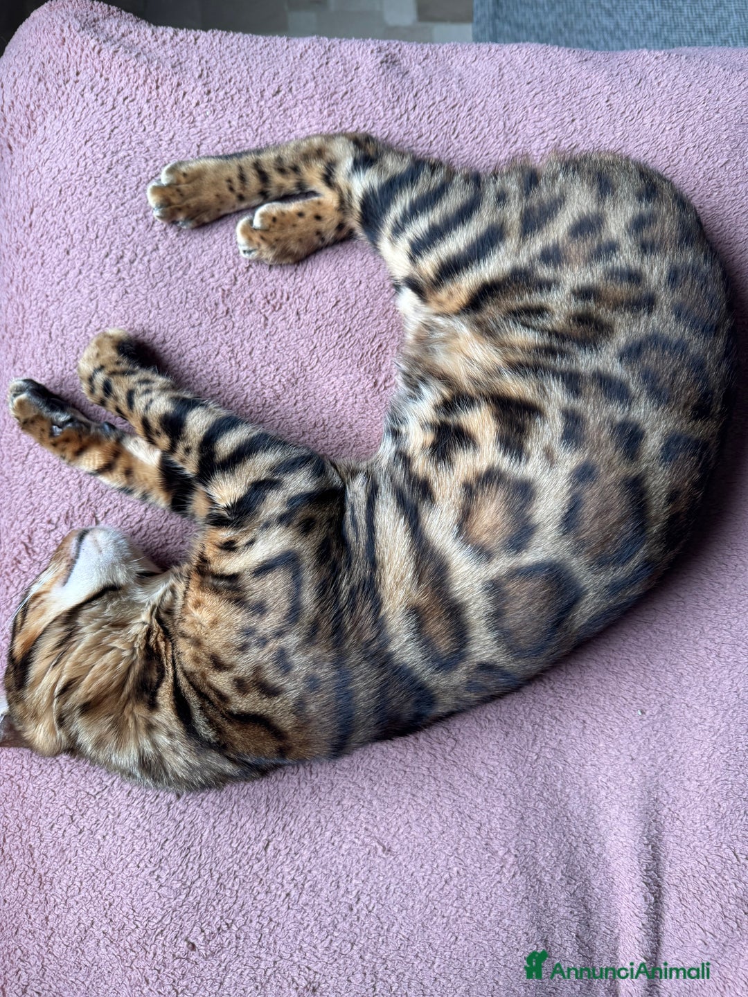 Bengala gatti per accoppiamento: Gatto bengala da Monta  a Città metropolitana di Milano - Immagine 3