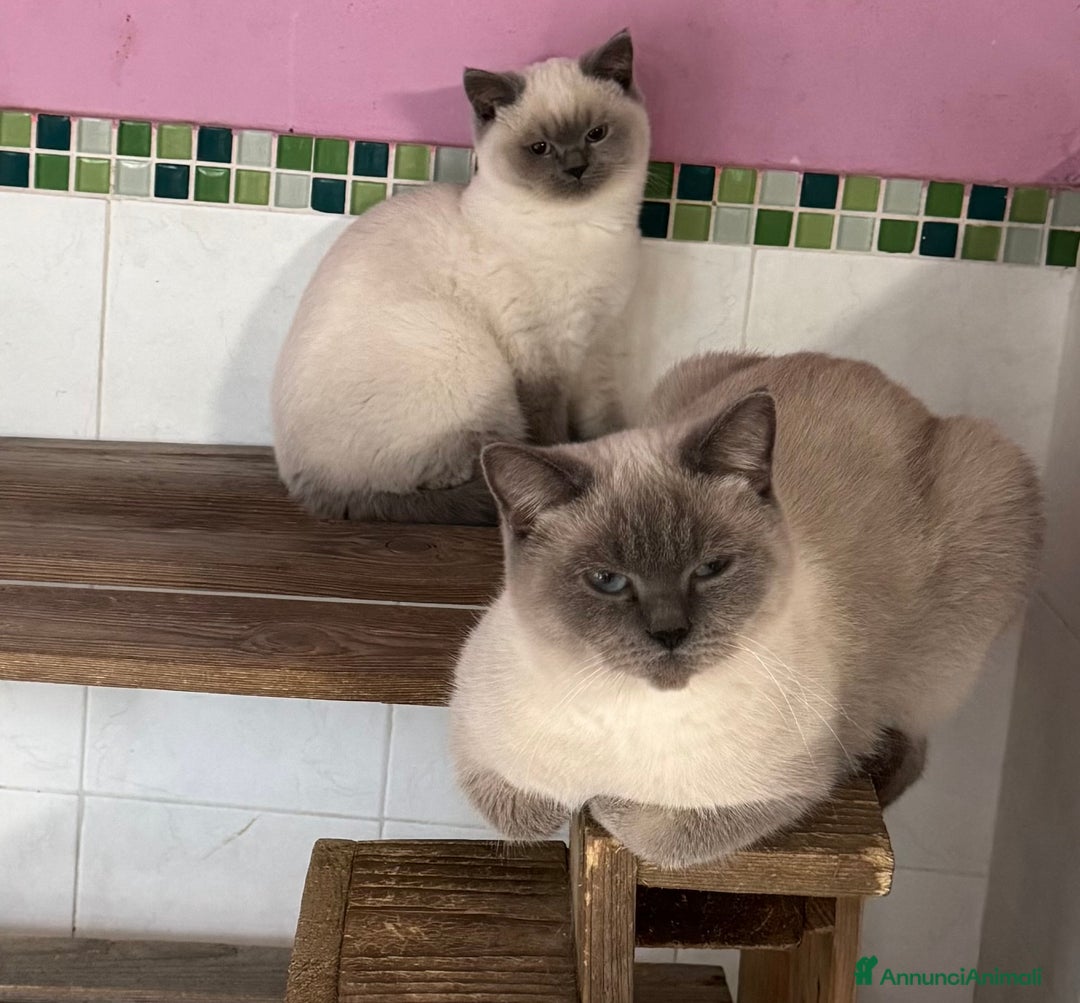 Scottish gatti in vendita: Tenerissimi Scottish con pedigree  - Annuncio 1