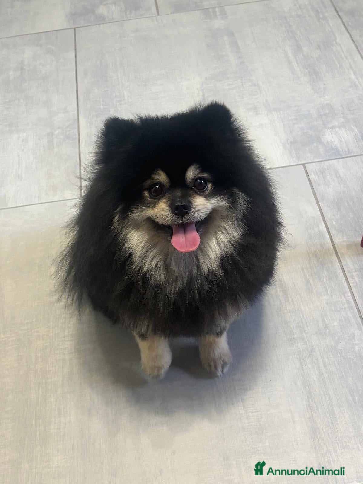 Spitz cani Accoppiamento  - Annuncio 1