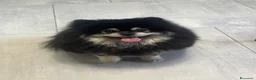 Spitz cani per accoppiamento: Accoppiamento  - Annuncio 1