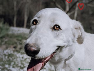Meticcio cani BELLA che più bella non si può! - Annuncio 8