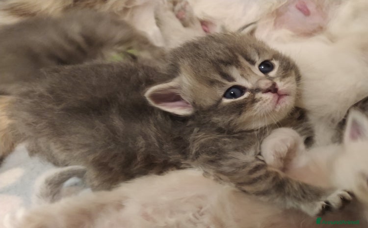 Siberiano gatti - Annuncio 1