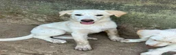 Meticcio cani in regalo: Vera sorride e cerca casa 🏡 a Città metropolitana di Milano - Annuncio 7