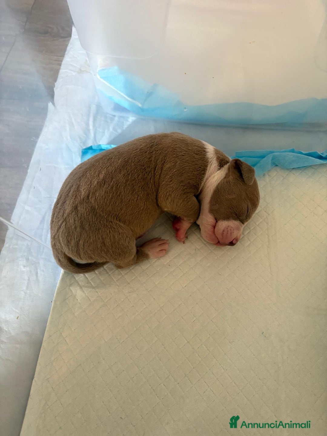 American Bully cani in vendita: American bully xl - Annuncio 2