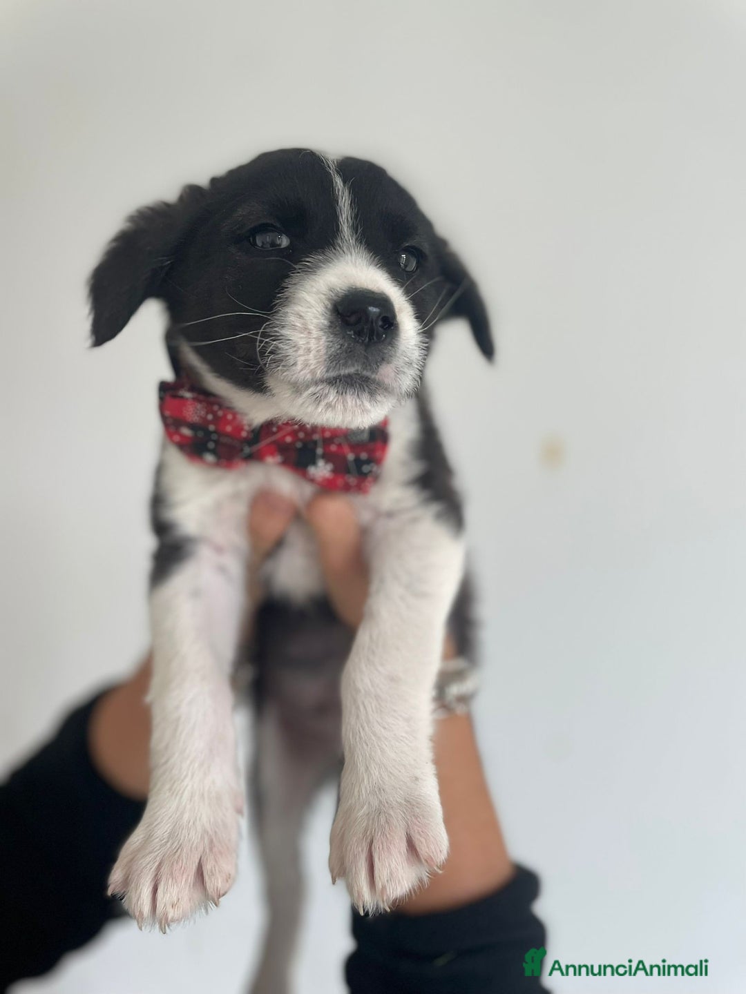 Meticcio cani in regalo: 4 SPLENDIDI CUCCIOLI - Annuncio 3