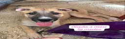 Meticcio cani in regalo: Meticci dimenticati da tutti  a Provincia di Pavia - Annuncio 3
