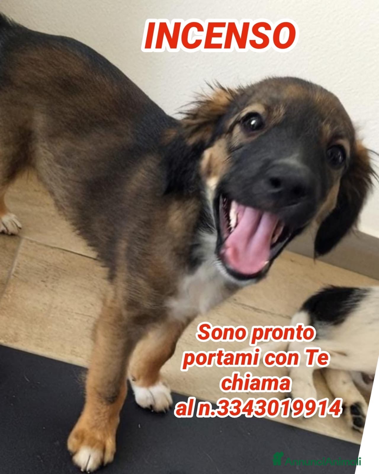 Meticcio cani INCENSO 💙 IL CUCCIOLO COL SORRISO - Annuncio 32